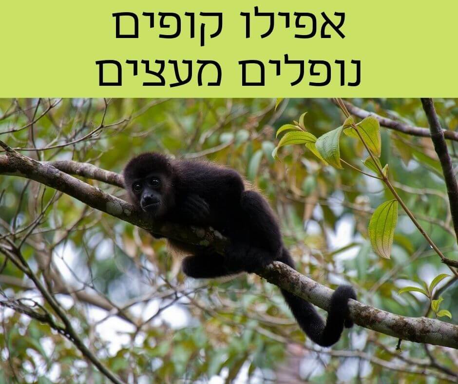 צילום של קוף על עץ / אפילו קופים נופלים מהעצים