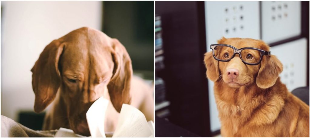 כלב עם משקפיים וכלב שמדפדף בספר