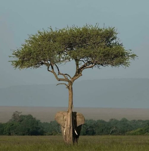 פיל מתחבא מאחורי עץ
