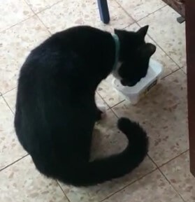 קצרצרים 9 / שיבושי מילים ומטבעות לשון